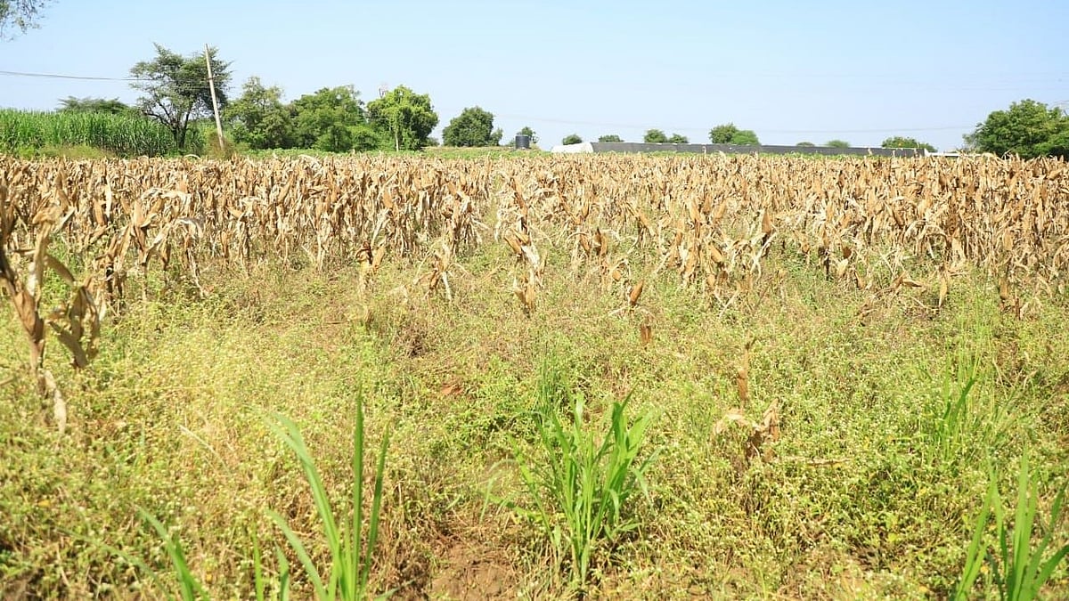 Maharashtra Drought Crisis: Central Team Surveys Crop Damage As Farmers Demand ₹60,000 Compensation Per Acre